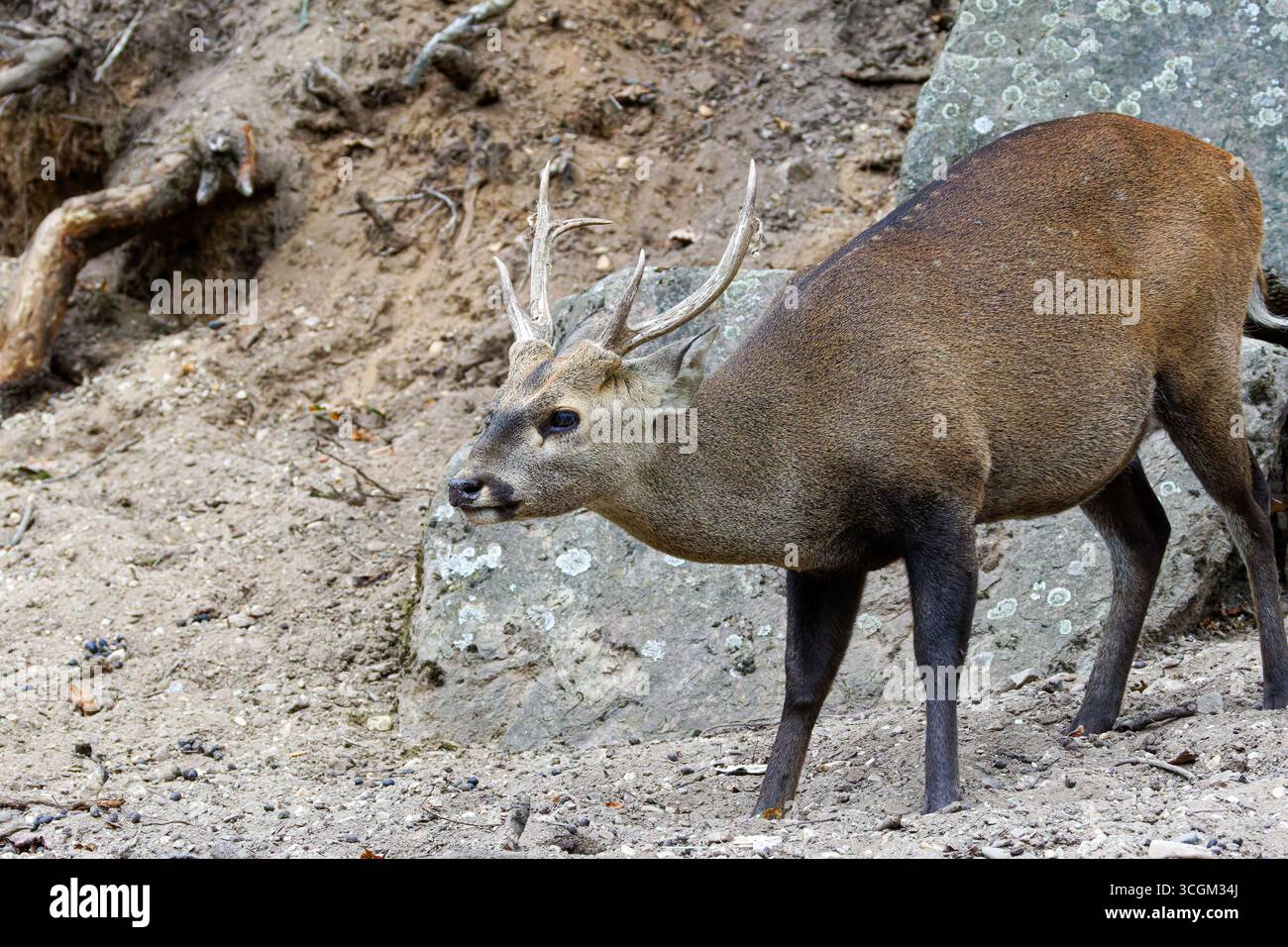 Un cervo cervo (asse porcinus) con palchi in piedi su terreni rocciosi. Foto Stock