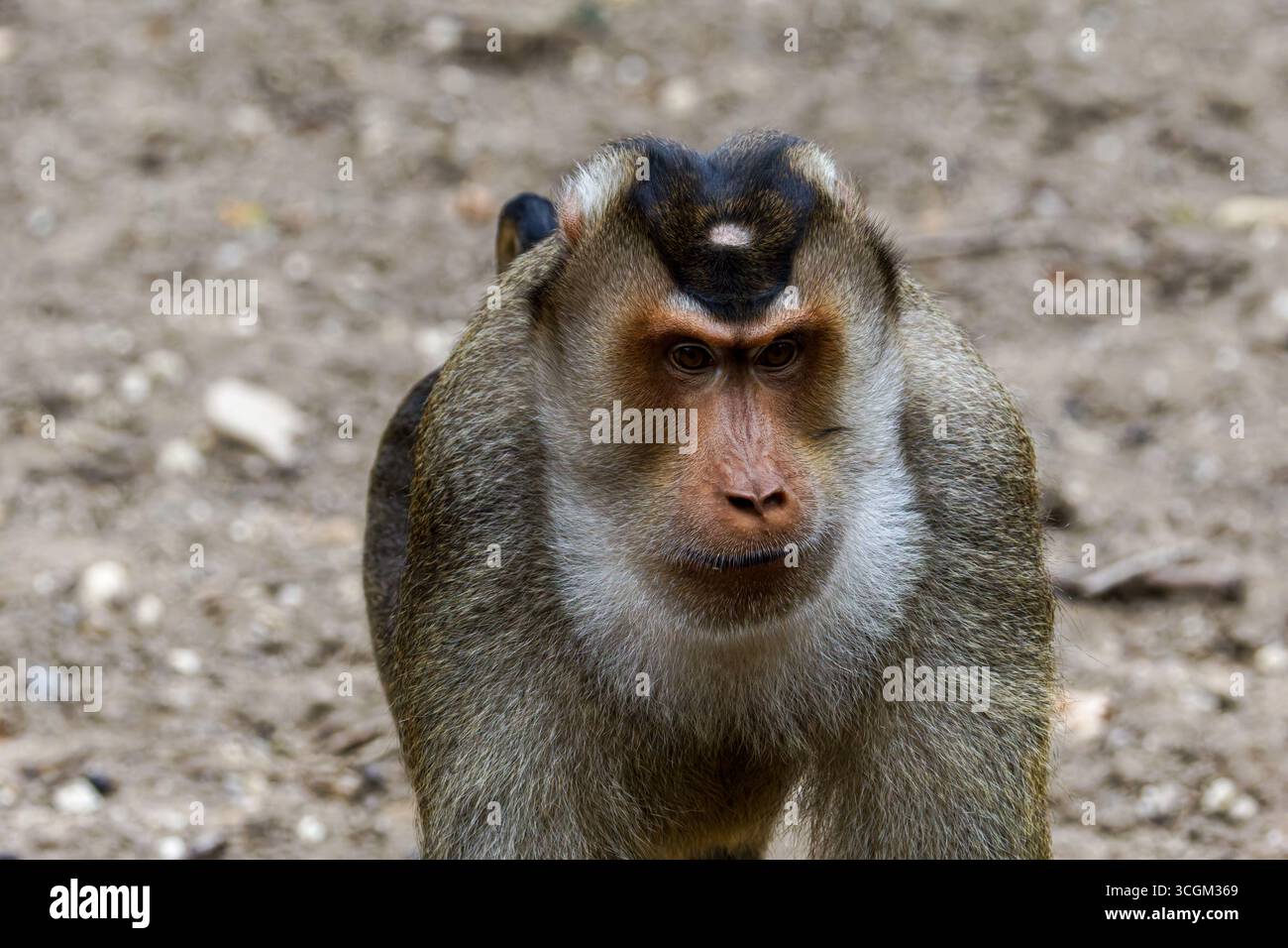 Un primo piano di Un macaco dalla coda di maiale del sud (Macaca Nemestrina) in piedi su un terreno sterrato. Foto Stock