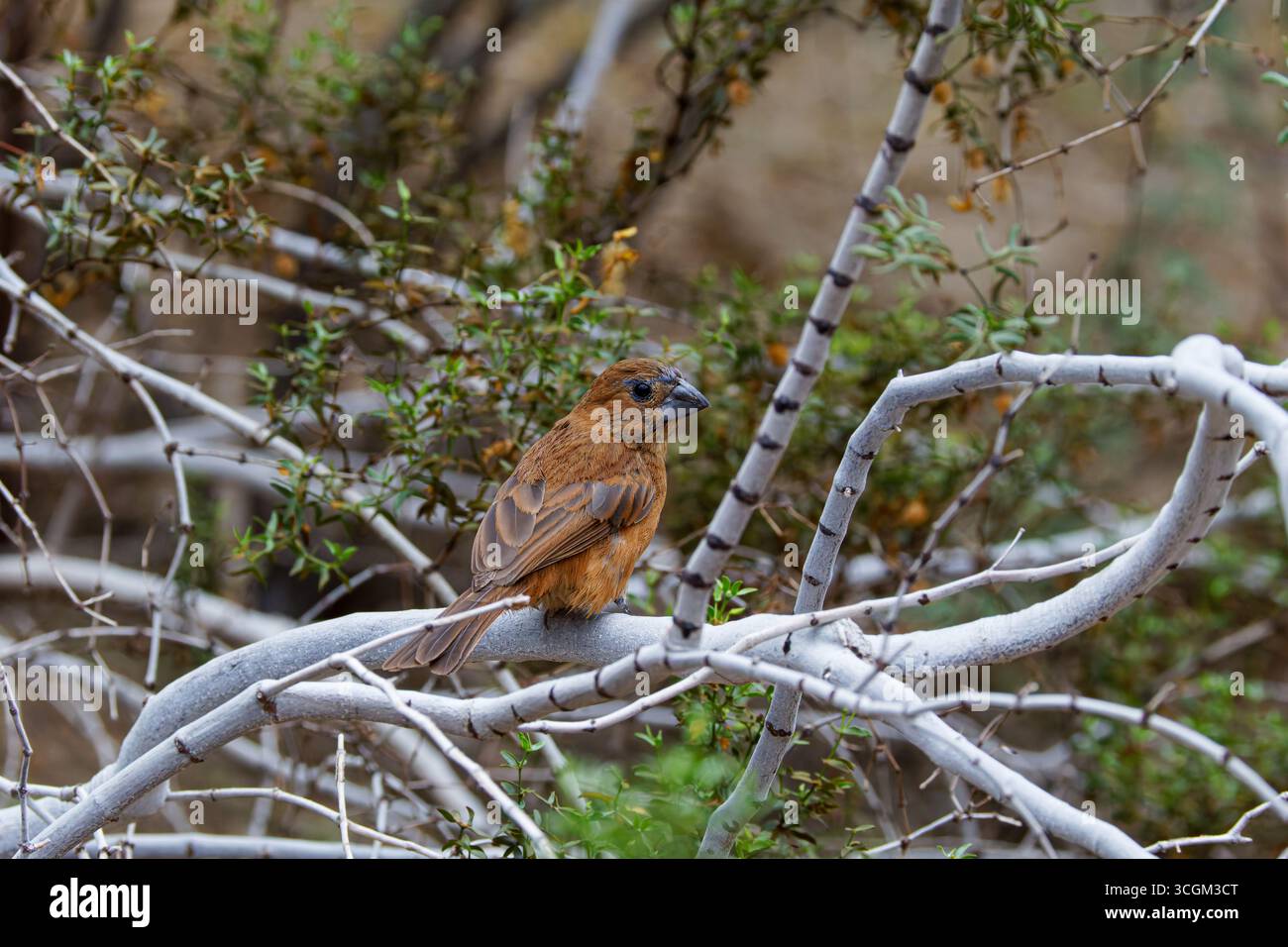 Un uccello bruno grosbeak Ultramarine (passerina brissonii) arroccato su un ramo in un ambiente naturale. Foto Stock