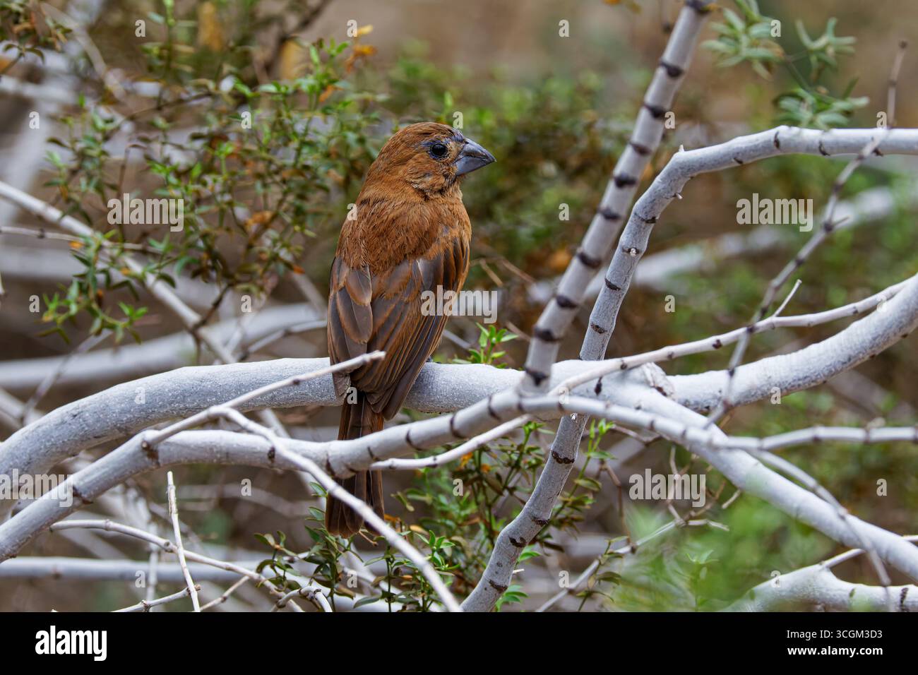 Un uccello bruno grosbeak Ultramarine (passerina brissonii) arroccato su un ramo in un ambiente naturale. Foto Stock