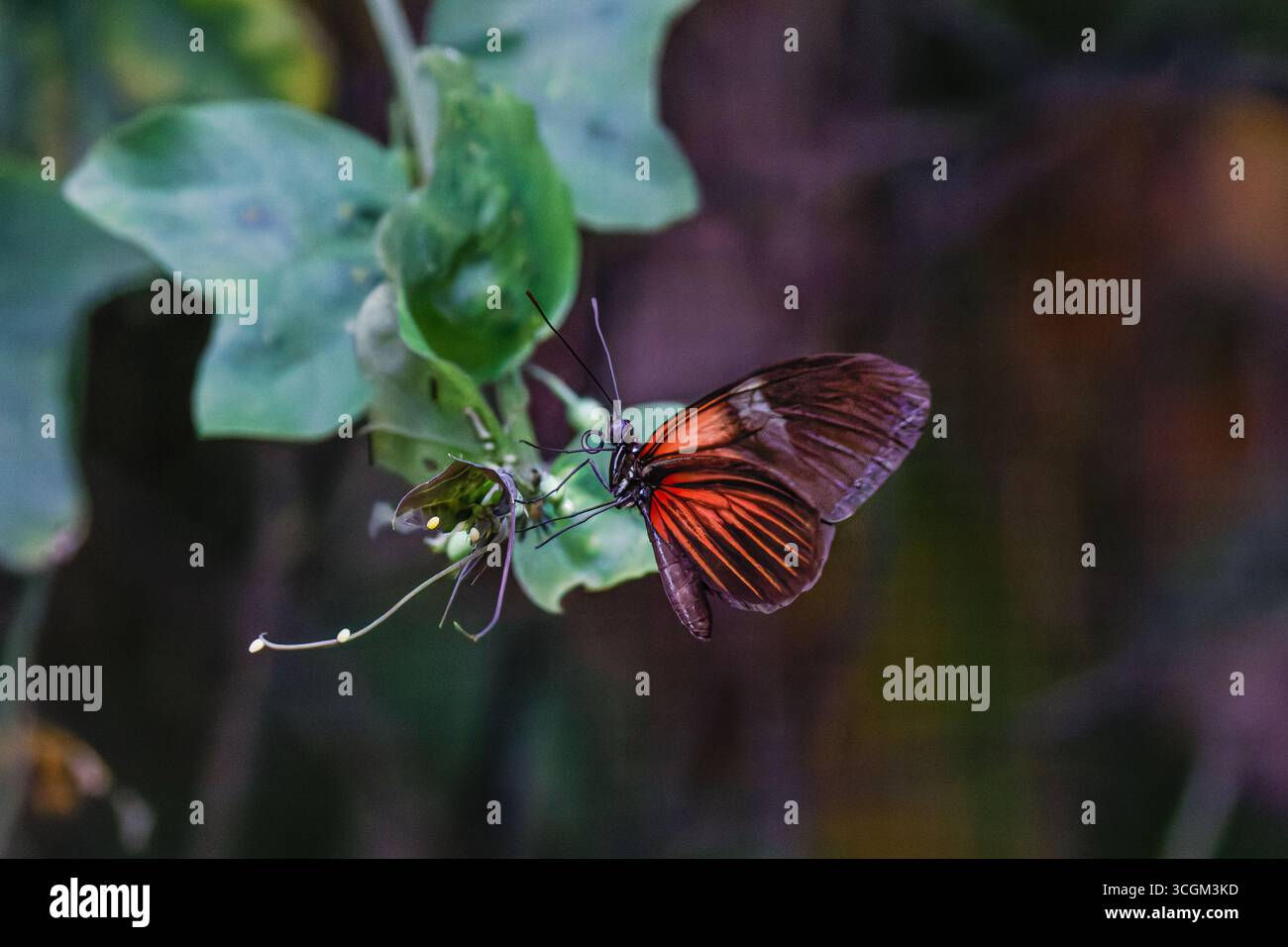 Una farfalla Red Cracker (Hamadryas Amphinome) con ali arancioni e nere arroccate su una foglia verde. Foto Stock