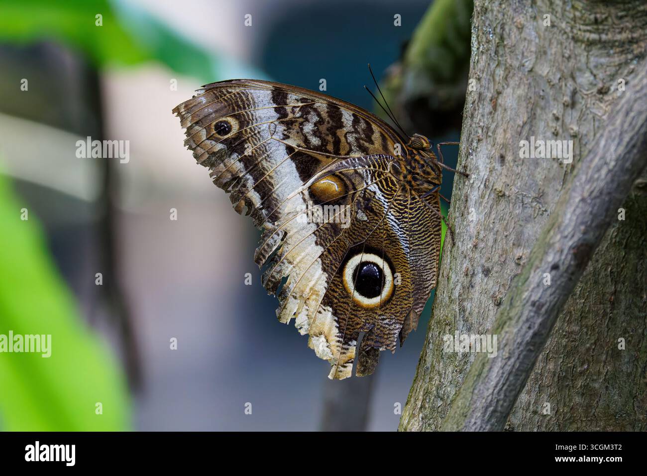 Primo piano di una farfalla di gufo (caligo atreus) che poggia su un tronco di albero. Foto Stock