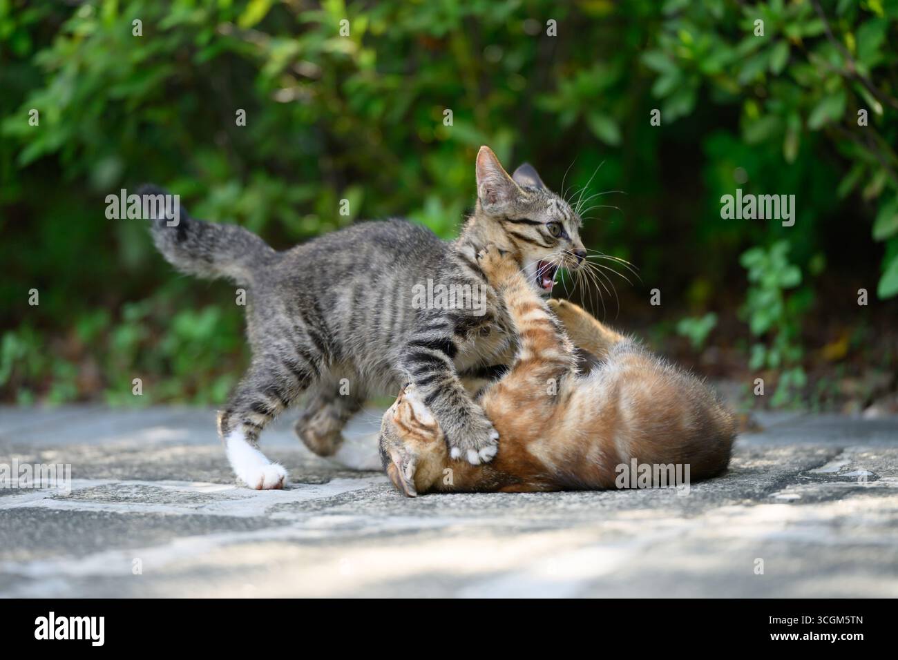 Due gattini giocavano e lottavano in giardino. Foto Stock