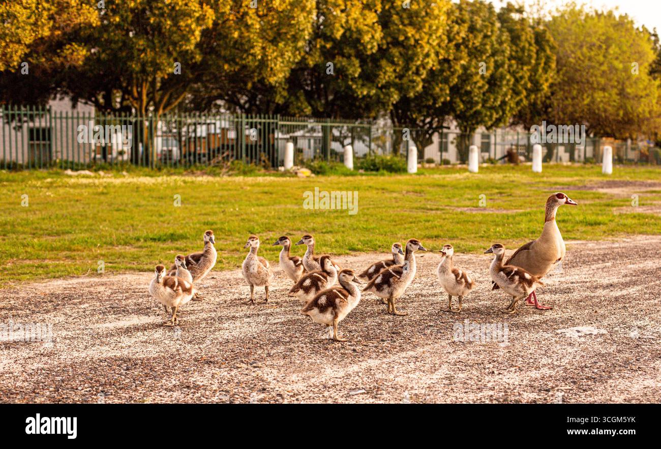 LA FAMIGLIA DI OCHE EGITTICHE E I LORO 12 PULCINI Foto Stock