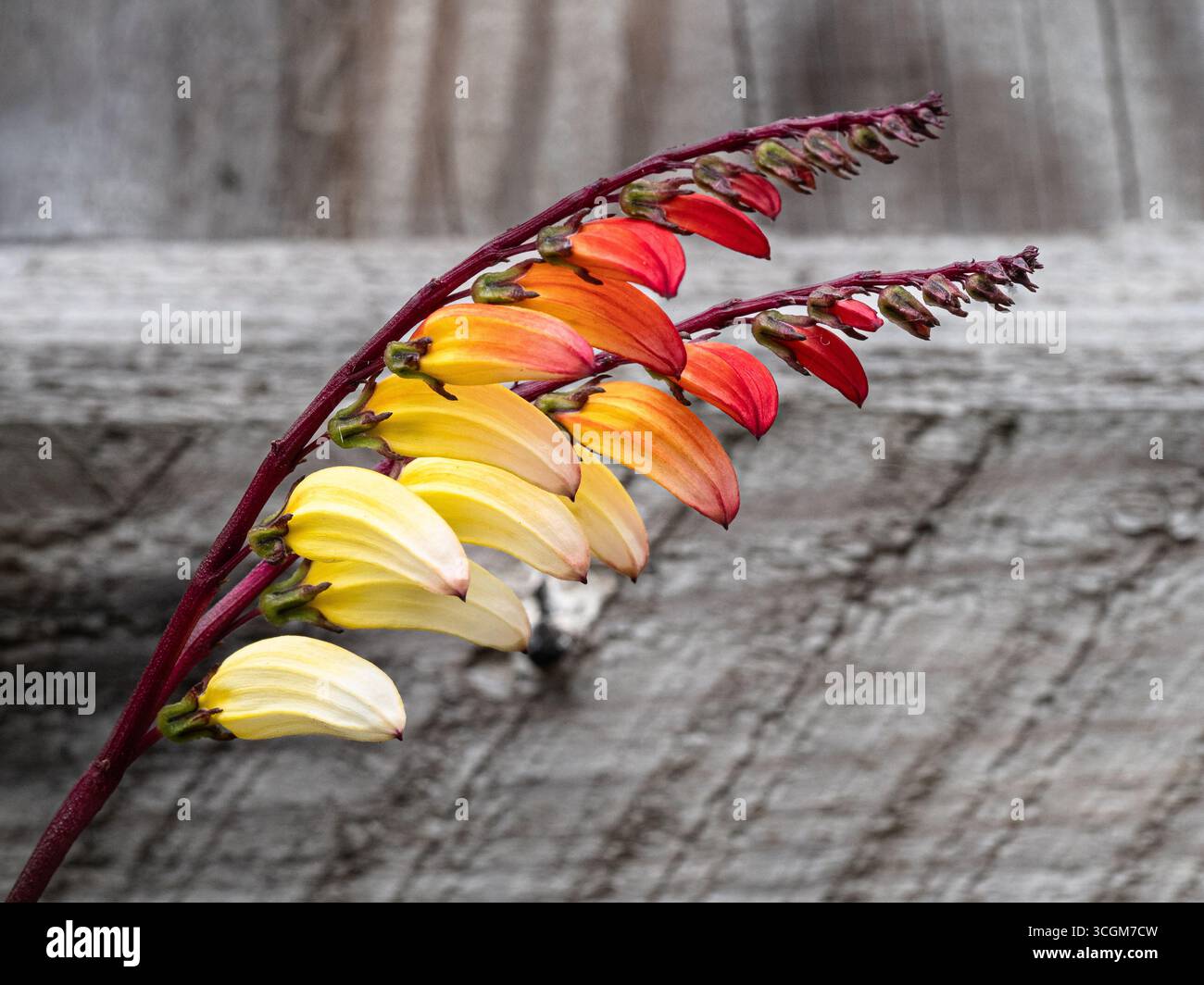 Un gruppo di teste di fiori della famosa scalatrice annuale Mina lobata Foto Stock