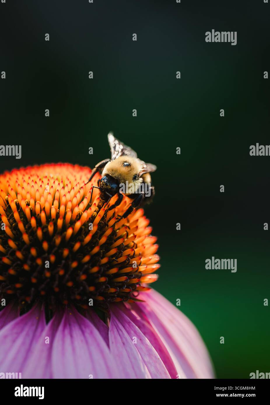 Primo piano del nettare di raccolta delle api dal fiore di cono in estate. Foto Stock