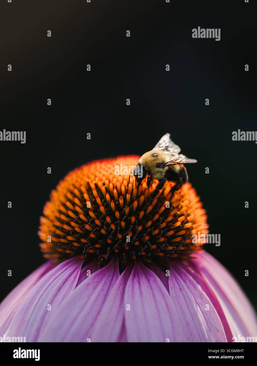 Primo piano del nettare di raccolta delle api dal fiore di cono in estate. Foto Stock
