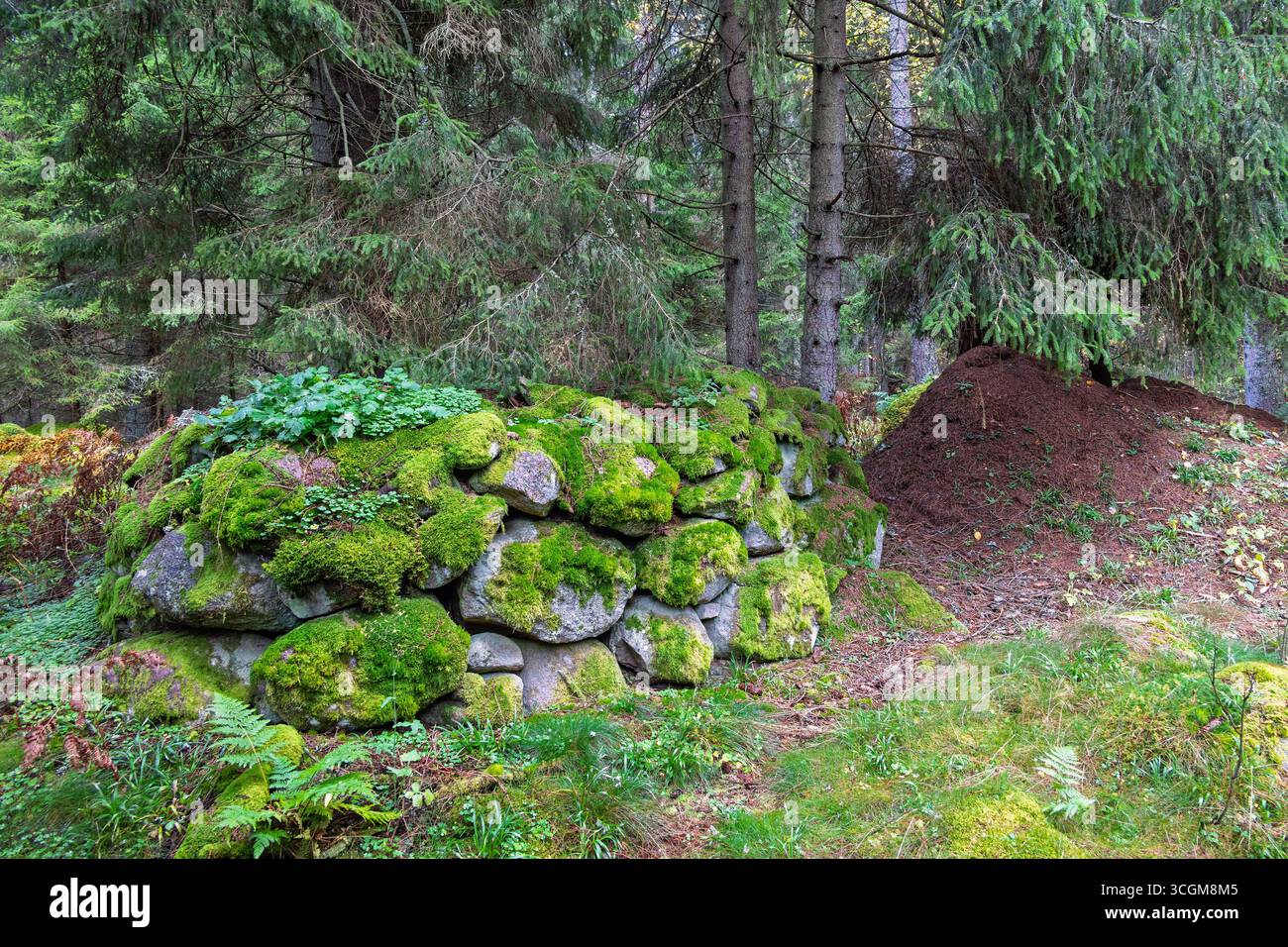 Vecchia rovina di pietra con muschio verde nella foresta Foto Stock