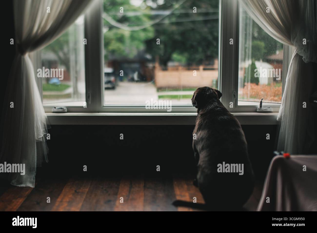 Big Dog che guarda fuori dalla finestra Foto Stock