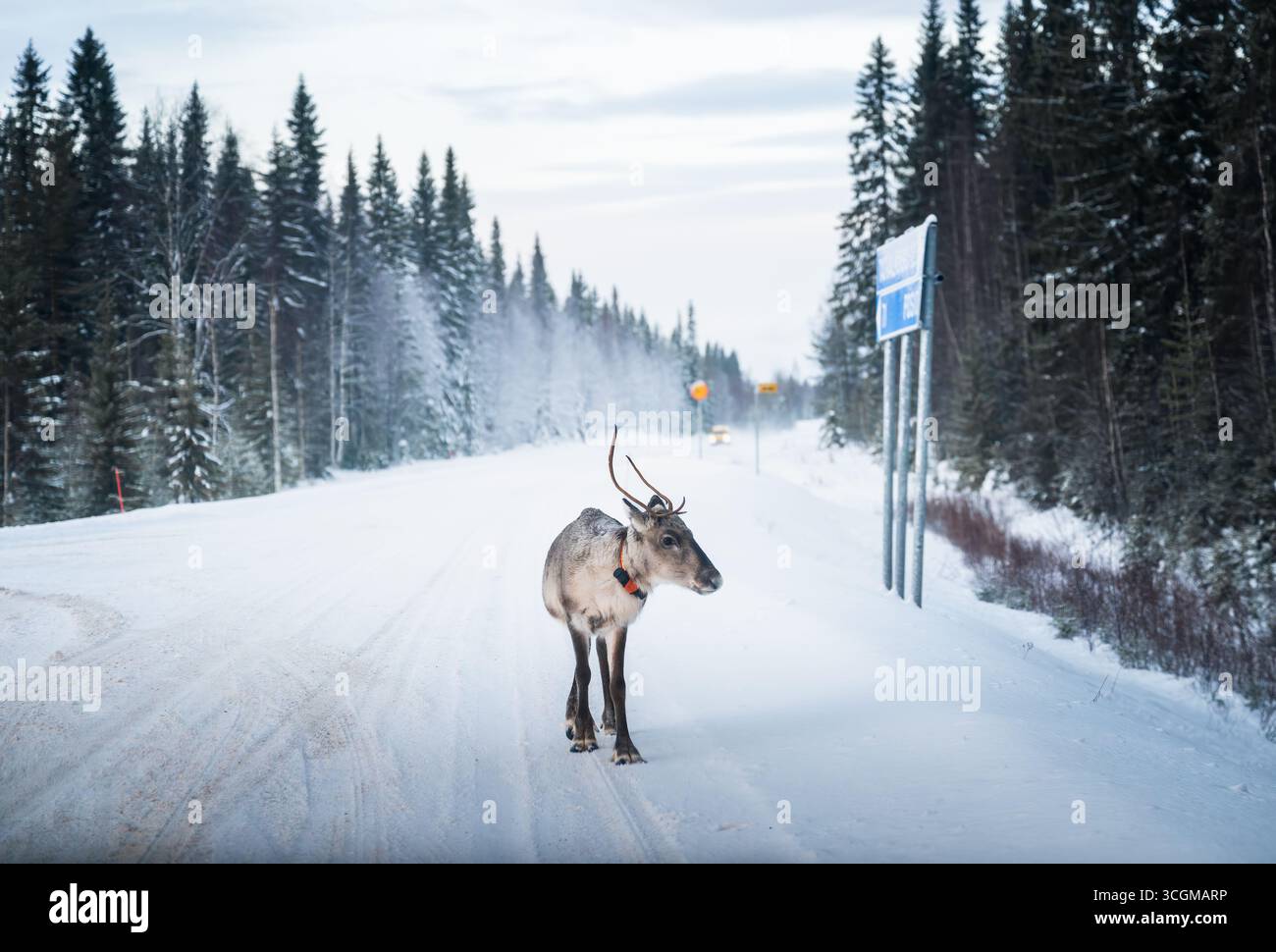 Passeggiata delle renne su una strada invernale innevata nella foresta della Lapponia in Finlandia Foto Stock