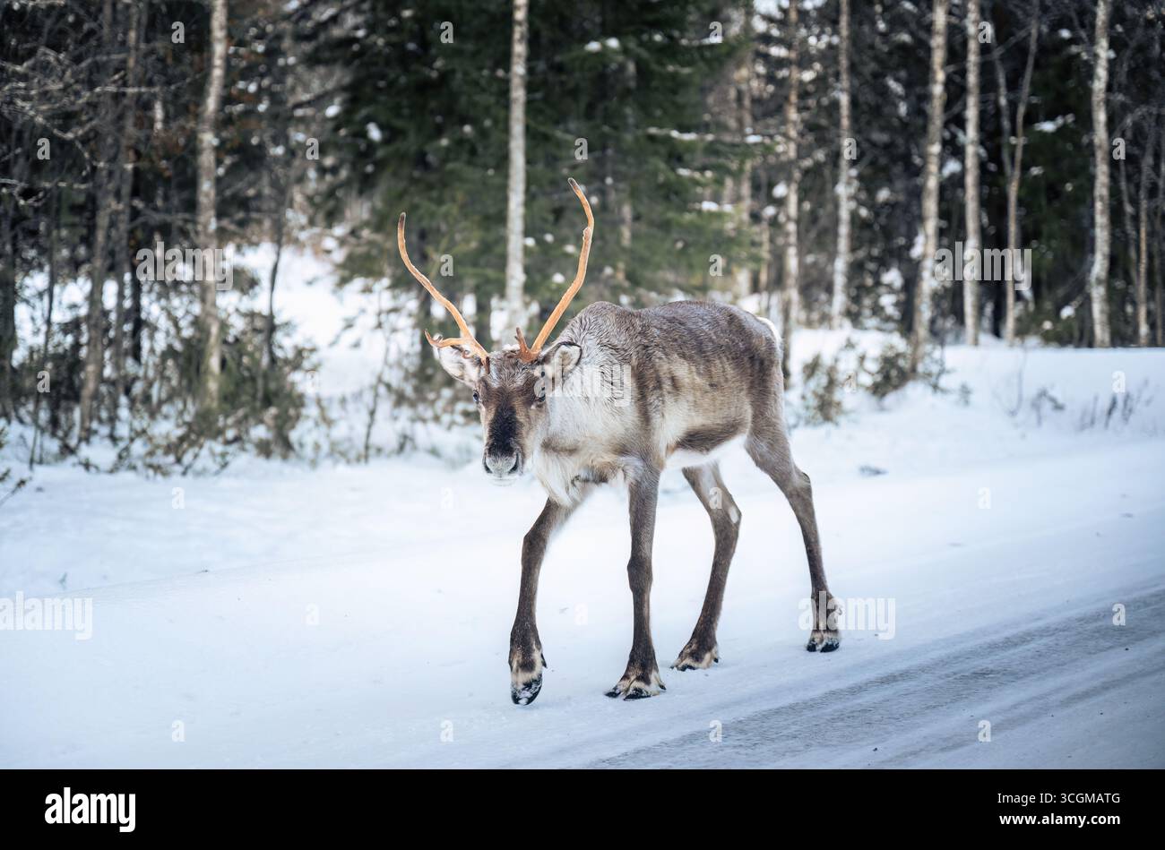 Passeggiata delle renne su una strada invernale innevata nella foresta della Lapponia in Finlandia Foto Stock