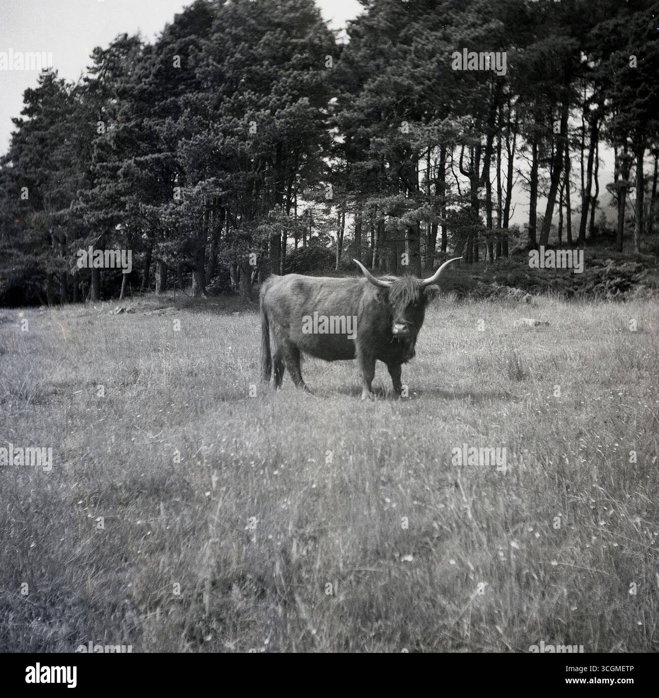 1960 anni, storica vacca delle highlands in campo ai margini di una foresta. Razza di bestiame scozzese, proveniente dalle isole occidentali, con le sue lunghe corna e il cappotto mercantile, le Highland sono una razza robusta in grado di resistere a temperature estremamente basse. Foto Stock