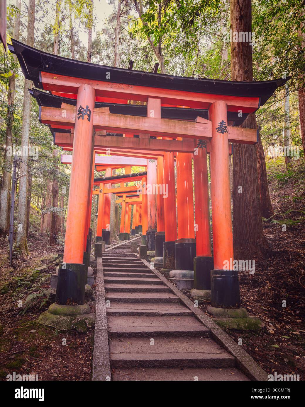 Vista prospettica del percorso ascendente attraverso fitti boschi e tunnel torii Gate a Fushimi Inari Taisha a Kyoto, Giappone che rappresenta il percorso di pellegrinaggio Foto Stock