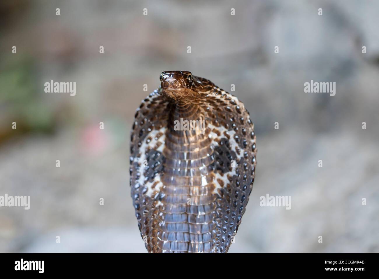 Cobra indiana a Rishikesh, India. Ritratto da vicino del serpente Cobra Foto Stock