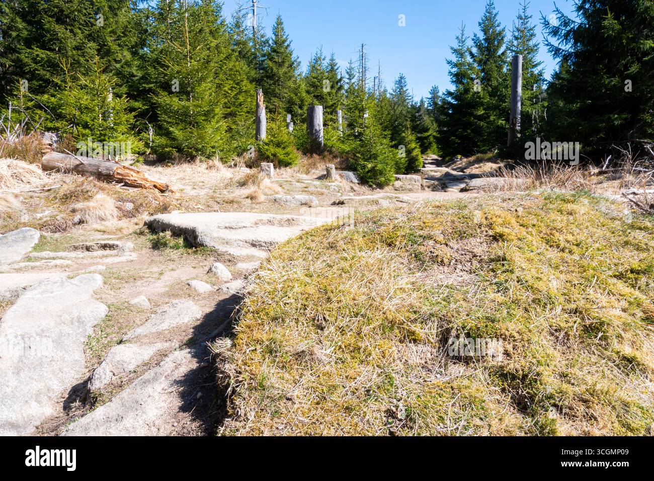 Un sentiero roccioso naturale conduce attraverso un paesaggio boschivo illuminato dal sole con giovani conifere, erba secca e vecchi ceppi di alberi. Autentico scenario all'aperto in un Foto Stock