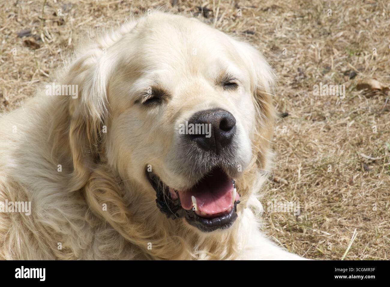 Cane Golden Retriever che piange sotto il sole. Con gli occhi chiusi. Foto Stock