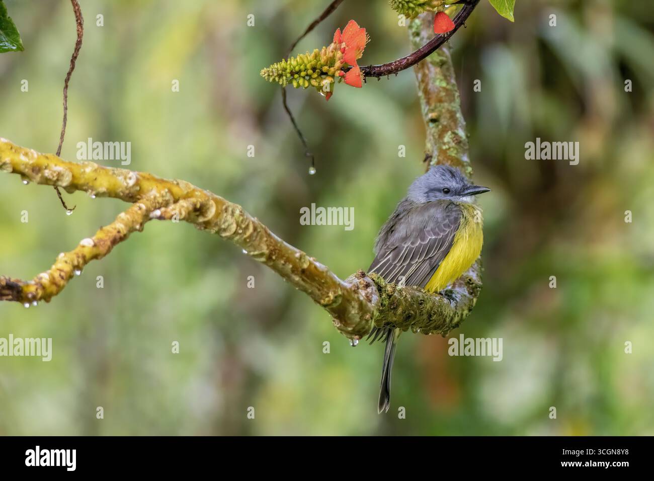 Kingbird tropicale che si ripara dalla pioggia sul ramo di un basul, in una fattoria nelle montagne andine orientali della Colombia centrale Foto Stock