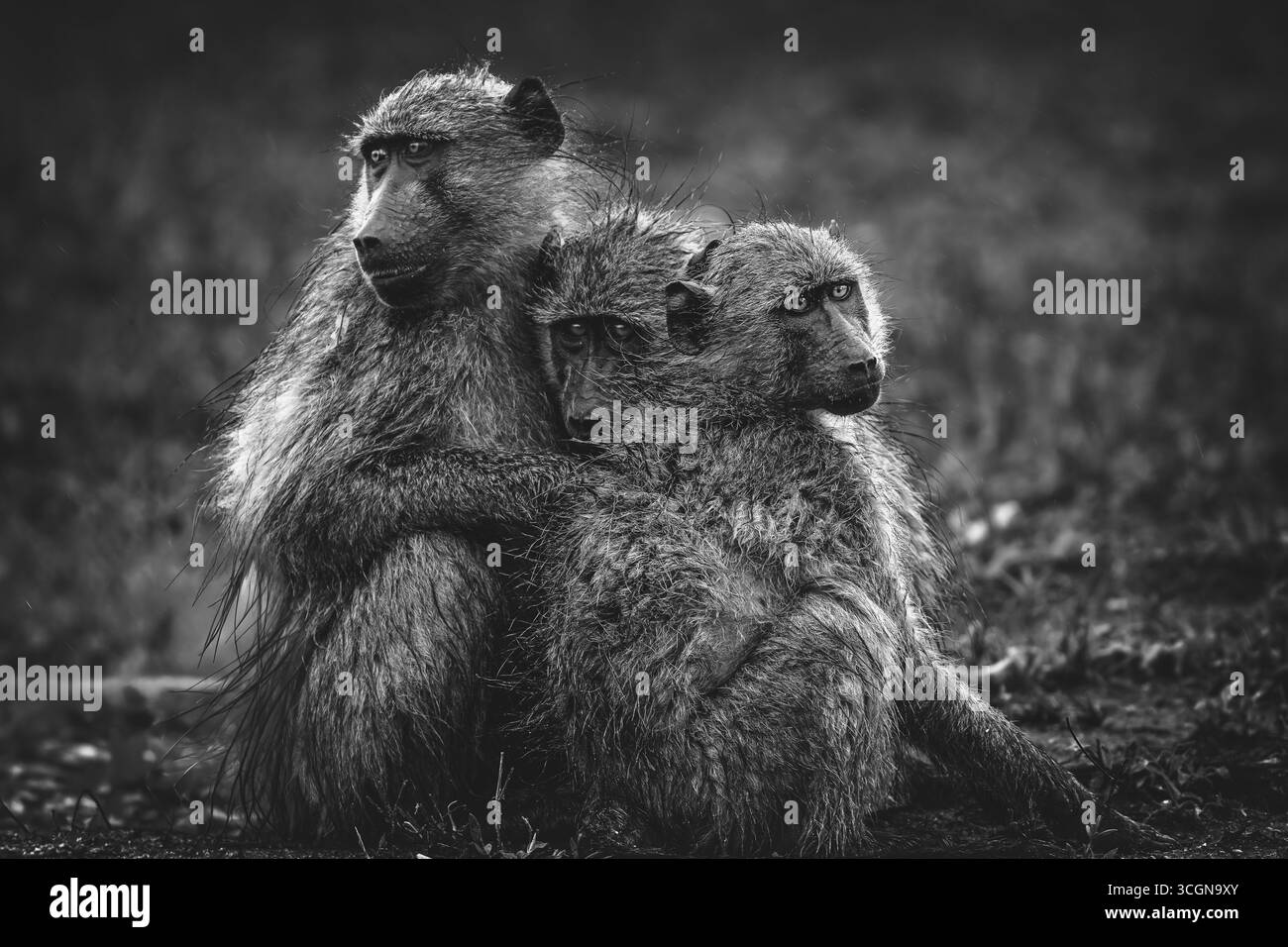 Tre babbuini giovanili che si accoccolano sotto la pioggia battente nel Kruger Park. Freddo e bagnato, il loro disagio si manifesta nei loro occhi e abbracciano. Foto Stock