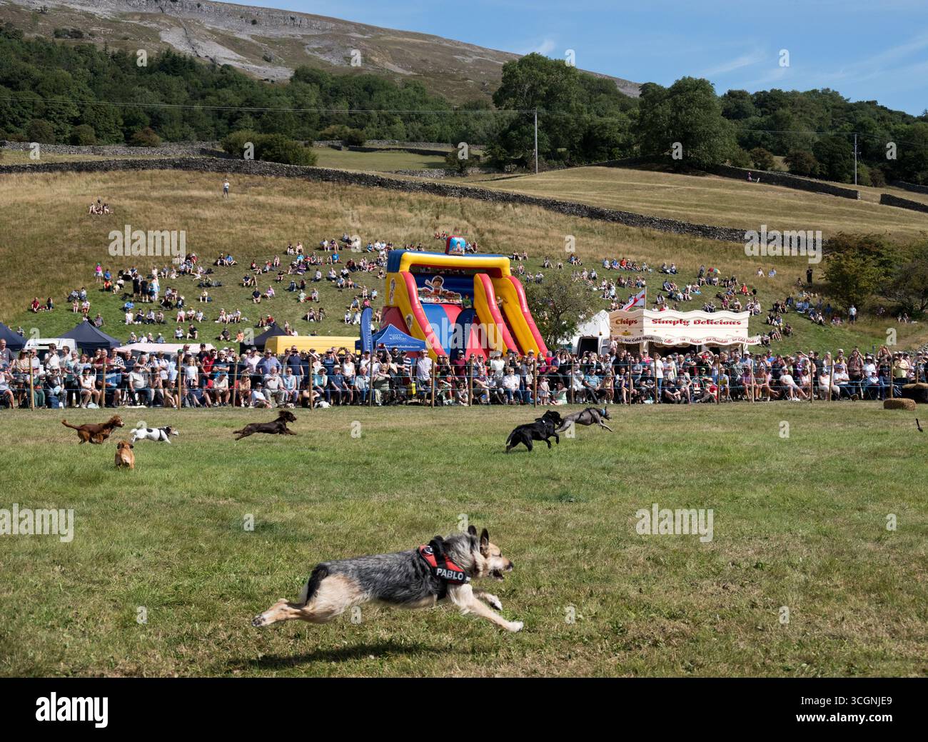 Gara pubblica di corse di cani, Reeth Show, North Yorkshire Foto Stock