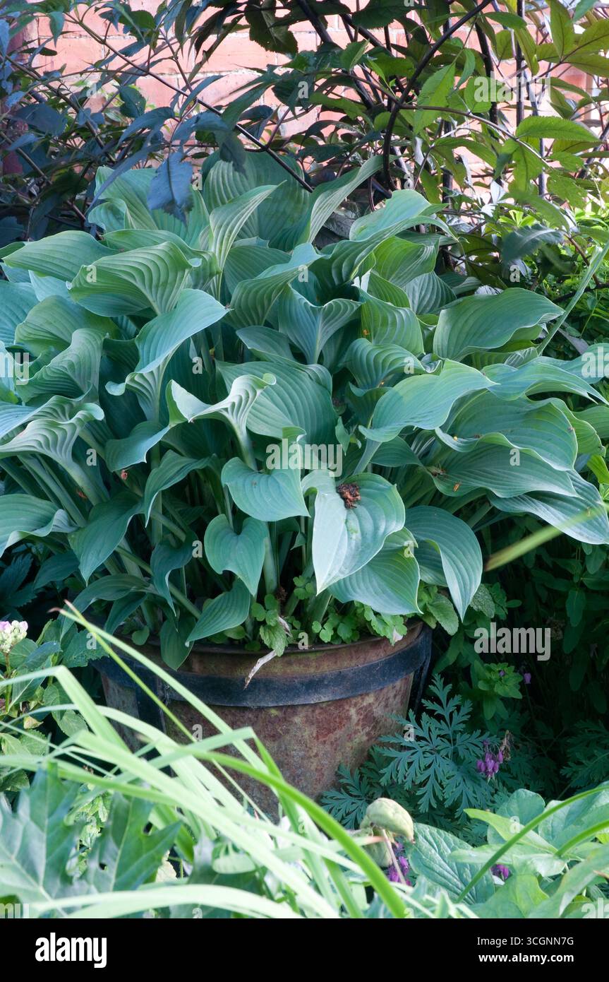 Le piante di Hosta fioriscono in una grande pentola, circondata da vegetazione diversificata, mostrando le loro foglie lussureggianti in un ambiente giardino soleggiato. Foto Stock