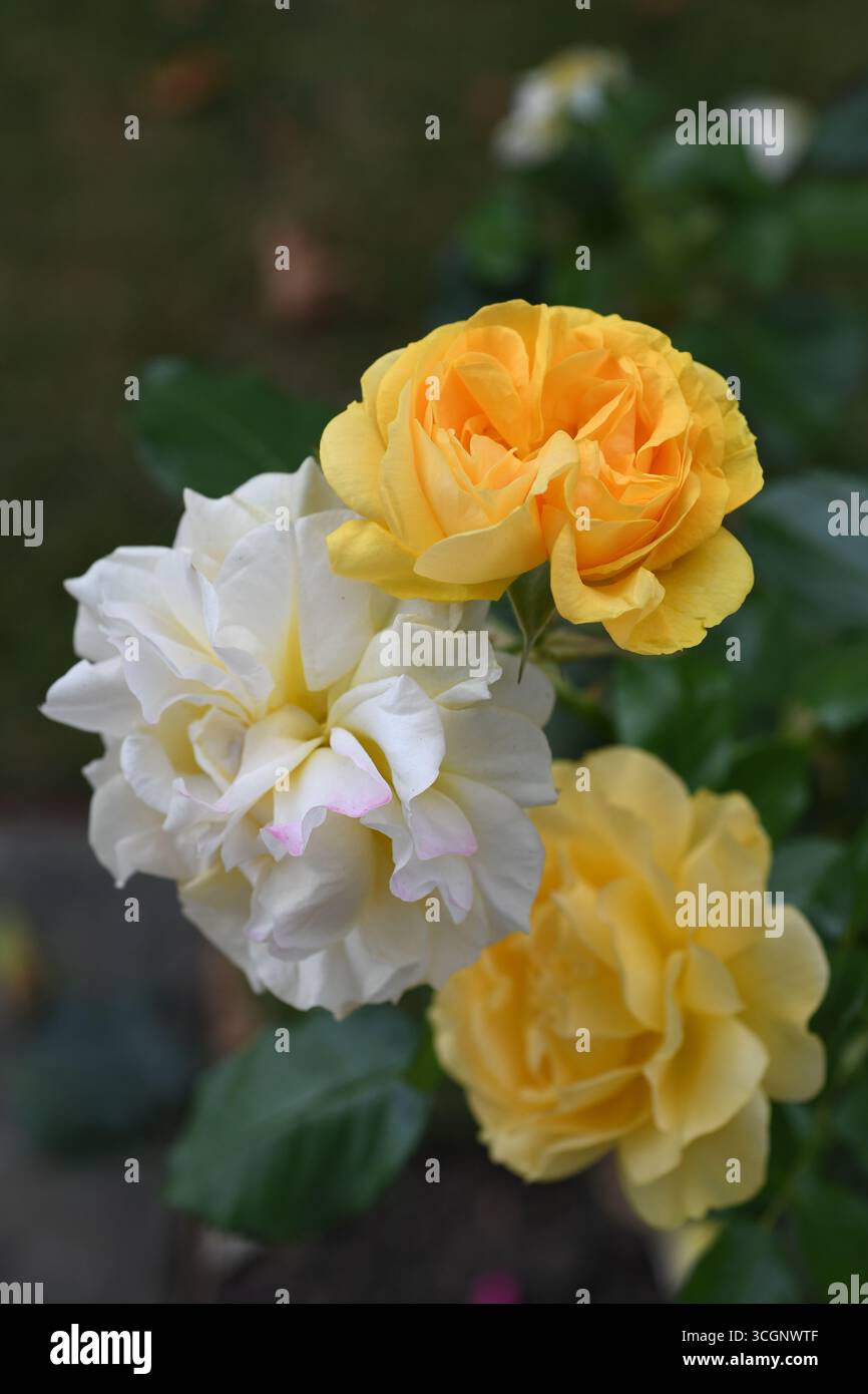 Crema e rose gialle Foto Stock