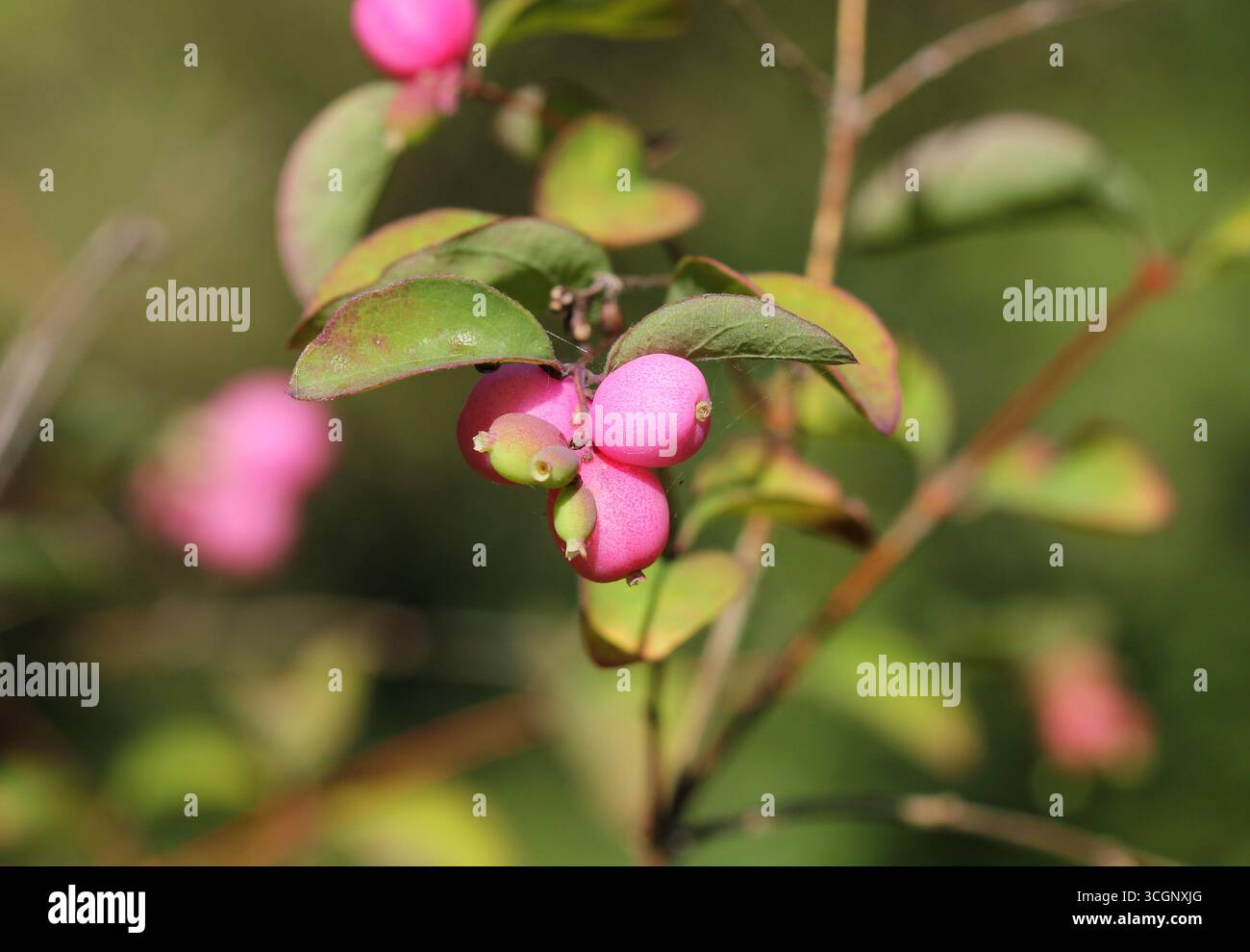 Un primo piano della rosa Snowberry, Symphoricarpos doorenbosii, "madre della Perla" Foto Stock