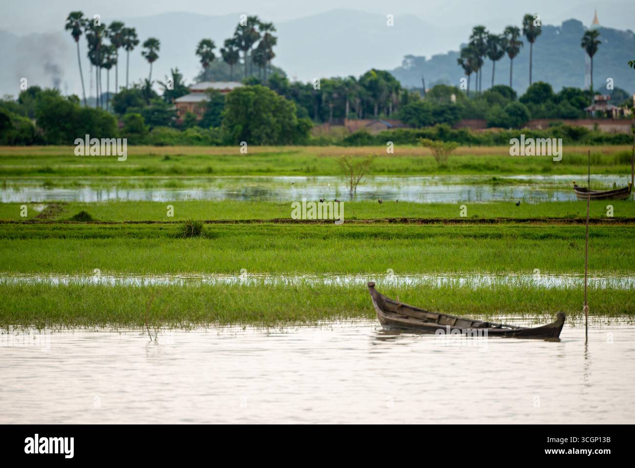 Fiume Ayeyarwaddy Barca di legno Campi allagati Pagoda di Mandalay Hill Mandalay Myanmar | MANDALAY, Myanmar — Una barca di legno riposa nei campi di riso allagati dai monsoni vicino a Mandalay, con la collina di Mandalay e la pagoda dorata di Sutaungpyei visibili all'orizzonte. Le inondazioni stagionali lungo l'Ayeyarwaddy possono alzare il livello dell'acqua vicino a Mandalay fino a 31,7 piedi (9,66 m), un ciclo che ha modellato la coltivazione del riso nella regione per secoli. Il periodo di alta acqua va tipicamente da maggio ad ottobre. Foto Stock