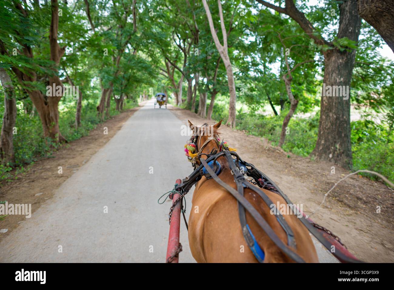 Giro turistico in carrozza a cavallo percorso alberato Inwa Amarapura Myanmar // AMARAPURA, regione di Sagaing, Myanmar - Una carrozza a cavallo offre un giro turistico lungo un sentiero alberato a Inwa (conosciuta anche come Ava), una storica antica capitale vicino ad Amarapura. Le carrozze trainate da cavalli sono il mezzo di trasporto principale per i visitatori che esplorano il sito archeologico, poiché i veicoli a motore come taxi e auto non sono generalmente consentiti o pratici all'interno dell'area. Inwa fu la capitale dei regni birmani per quasi 360 anni tra il XIV e il XIX secolo. Questo trasporto tradizionale offre un Foto Stock