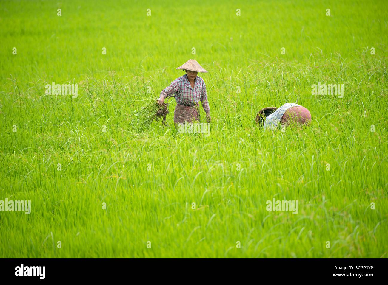 Coltivatori di riso verde Inwa Amarapura Myanmar // AMARAPURA, Myanmar — coltivatori di riso coltivano un vivace campo di riso verde ad Amarapura, nella regione di Mandalay, Myanmar. Sono impegnati in pratiche agricole tradizionali, probabilmente trapiantando piantine di riso o diserbando le risaie. Il riso è la coltura più importante del Myanmar, formando la dieta di base e una fonte primaria di reddito per una gran parte della popolazione. Amarapura, un'ex capitale reale, si trova nella parte centrale del Myanmar, vicino alla città di Mandalay. La regione, comprese le aree intorno ad Amarapura e Inwa (conosciuta anche come Foto Stock