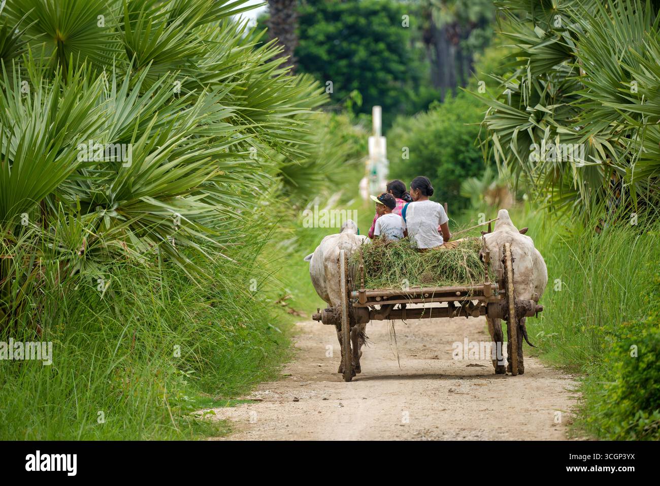 Oxcart con la gente del posto che trasporta il foraggio sul sentiero rurale Inwa Amarapura Myanmar // AMARAPURA, REGIONE DI SAGAING, MYANMAR - un carretto da buoi trasporta la gente del posto e il foraggio lungo un sentiero rurale di Amarapura. Questo modo di trasporto tradizionale, trainato da buoi, è comunemente usato nelle aree rurali del Myanmar per trasportare merci agricole e persone. Tali scene sono tipiche della vita quotidiana, riflettendo la duratura dipendenza dai metodi tradizionali per l'agricoltura e il trasporto nella regione. Amarapura, situata all'interno della regione di Sagaing, è una città storica che servì come capitale reale della dinastia Konbaung. Si trova vicino alla Foto Stock