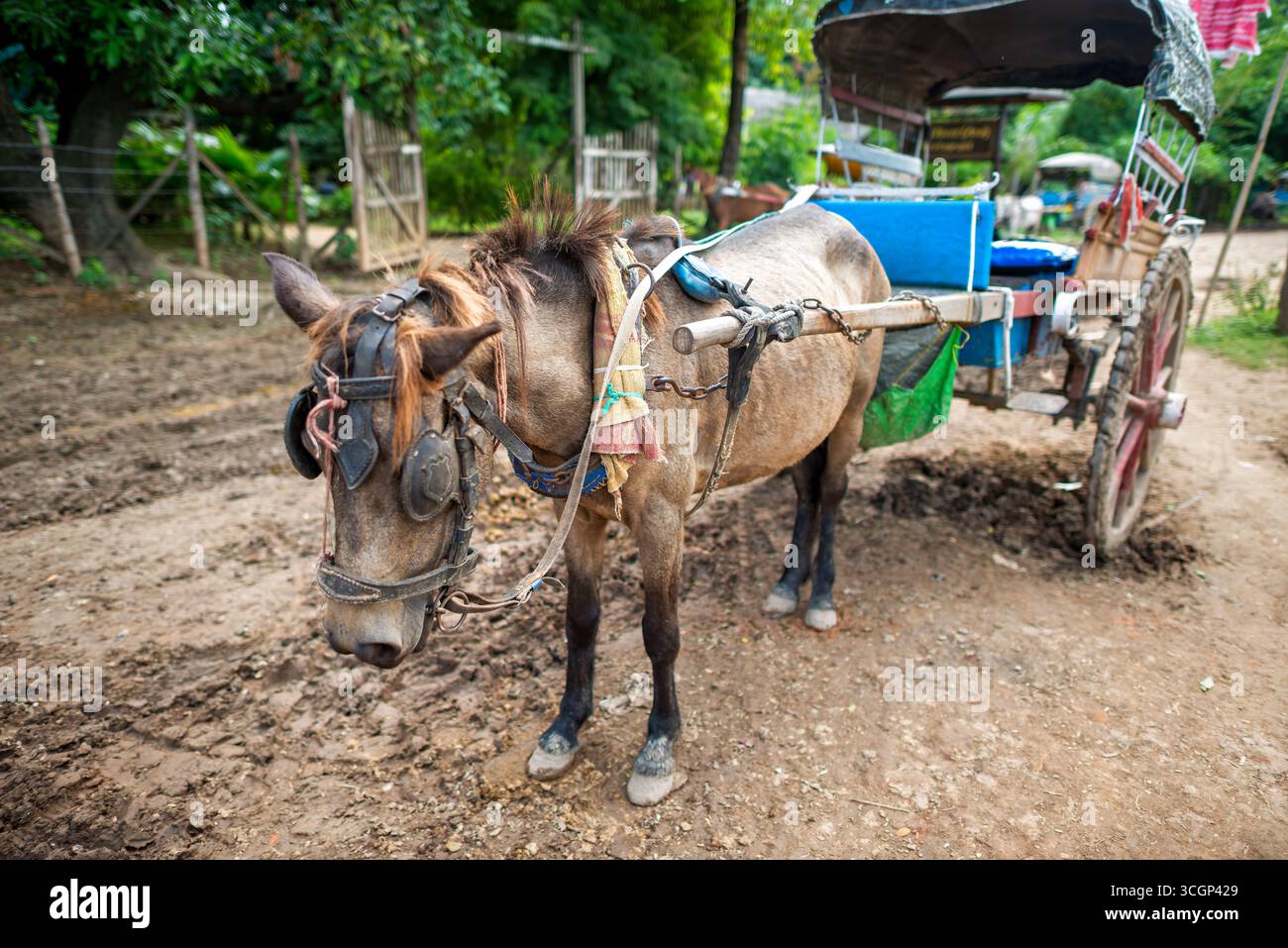 Trasporto turistico Inwa Horse and Carriage Amarapura Myanmar // AMARAPURA, Myanmar — una carrozza trainata da cavalli Inwa, un mezzo tradizionale di trasporto turistico, è visibile nell'antica capitale. Queste carrozze trainate da cavalli sono il mezzo principale per esplorare Inwa (conosciuta anche come Ava), un sito archeologico. I veicoli moderni come taxi e auto non sono generalmente ammessi all'interno dell'area storica, rendendo le passeggiate a cavallo e in carrozza indispensabili per navigare in questo vasto sito. Inwa è un'ex capitale reale del Myanmar, situata nella regione di Sagaing (nota anche come regione di Sagaign), vicino ad Amarapu Foto Stock