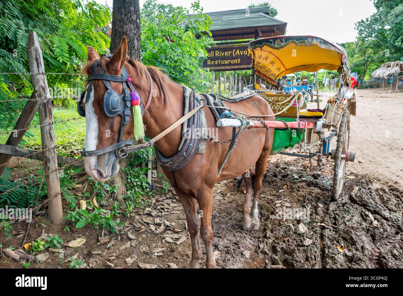 Trasporto turistico in carrozza trainata da cavalli Inwa Amarapura Myanmar // AMARAPURA, Myanmar - le carrozze trainate da cavalli sono il principale trasporto turistico a Inwa (nota anche come Ava), un'antica capitale imperiale vicino ad Amarapura, Myanmar. Questi veicoli tradizionali sono essenziali per i visitatori che esplorano i siti storici. Il traffico motorizzato, compresi taxi e auto, è in gran parte limitato all'interno dell'area. Inwa, una città insulare, è stata la capitale dei regni birmani per quasi 360 anni. Si trova nella regione di Sagaing (nota anche come regione di Sagaign) del Myanmar centrale. Foto Stock