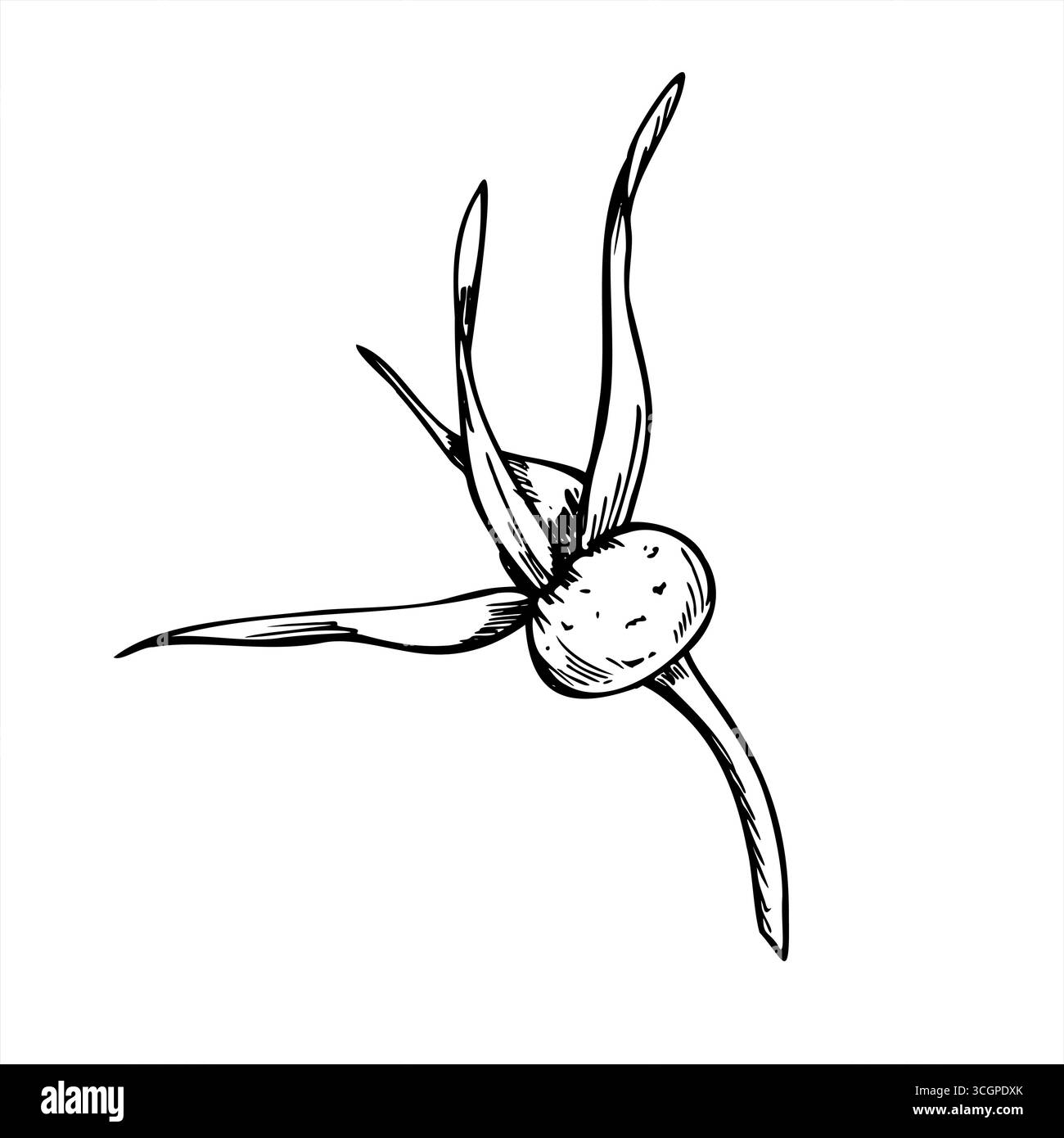 Illustrazione a inchiostro lineare isolato con un solo dente maturo di rosa su stelo vettoriale . Sana pianta selvatica incisione disegno per il confezionamento a base di erbe, ricette di cottura Illustrazione Vettoriale