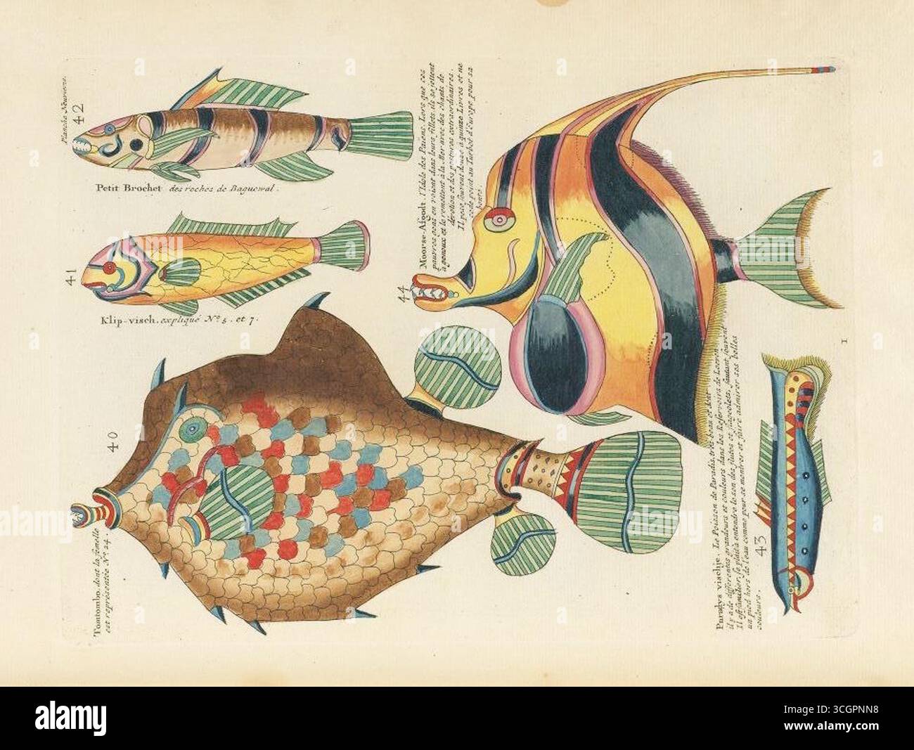 Illustrazione colorata a mano da Poissons, Ecrevisses et Crabes di Louis Renard (edizione 1719, 1754), la prima pubblicazione a colori conosciuta sui pesci. Questa pagina raffigura specie marine fantastiche ed esotiche delle Indie Orientali, tra cui Klip visch, Petit Brochet e altri pesci altamente stilizzati con motivi vivaci e forme fantasiose. Foto Stock
