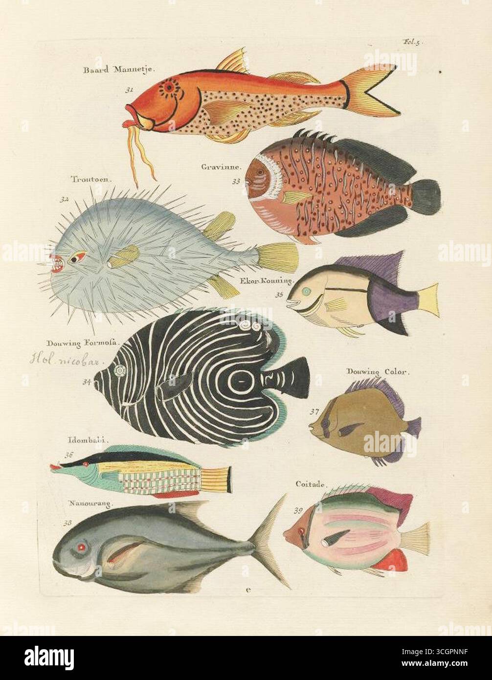 Illustrazione storica delle specie di pesci tropicali di Poissons, Ecrevisses et Crabes di Louis Renard, pubblicata per la prima volta nel 1719 con una seconda edizione nel 1754, la prima pubblicazione a colori conosciuta sul pesce. Questa pagina colorata a mano raffigura una varietà di vita marina delle Indie Orientali, tra cui Baard Mannetje, Gravinse, Trutoon, Ekon-Koning, Douweng Formosa, Douweng Colar, Idambahi, Nauourang e Coitade. Foto Stock