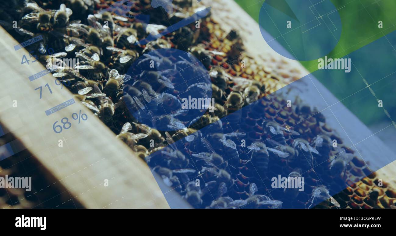 Visualizzazione della cornice dell'alveare in legno che mostra le api che si raggruppano sul favo dell'alveare all'apiario, con grafica sovrapposta Foto Stock