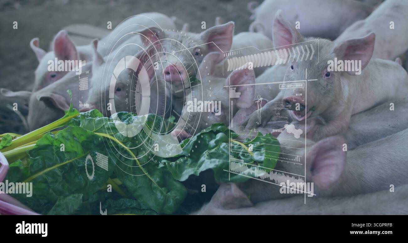 Suinetti che si nutrono intorno a verdi a foglia sul pavimento delle penne di sporco, visualizzando sovrapposizioni di interfaccia digitale Foto Stock