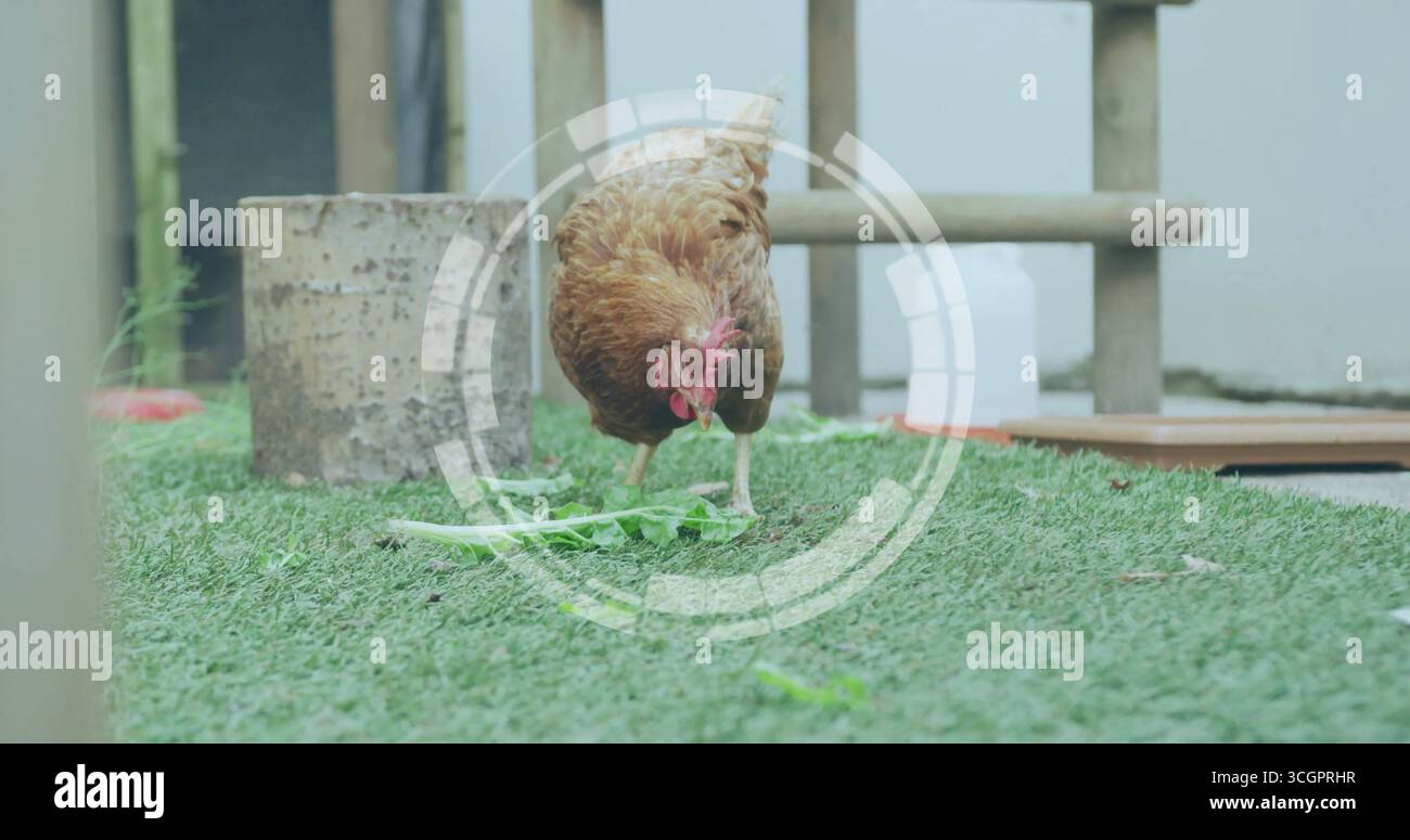 Raccolta di pollo bruno in verde verde in giardino su erba artificiale, con ceppo d'albero e contenitore Foto Stock
