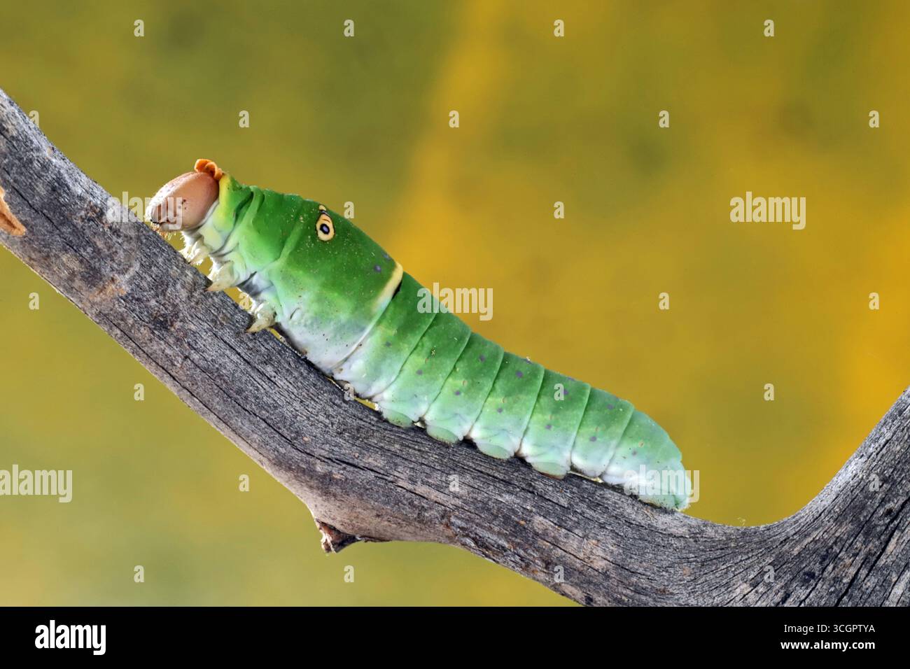 Il bruco, o larva, o istar tardivo, di una farfalla di tigre occidentale, Papilio rutulus, che scorre lungo un ramo alla ricerca di un posto dove andare Foto Stock