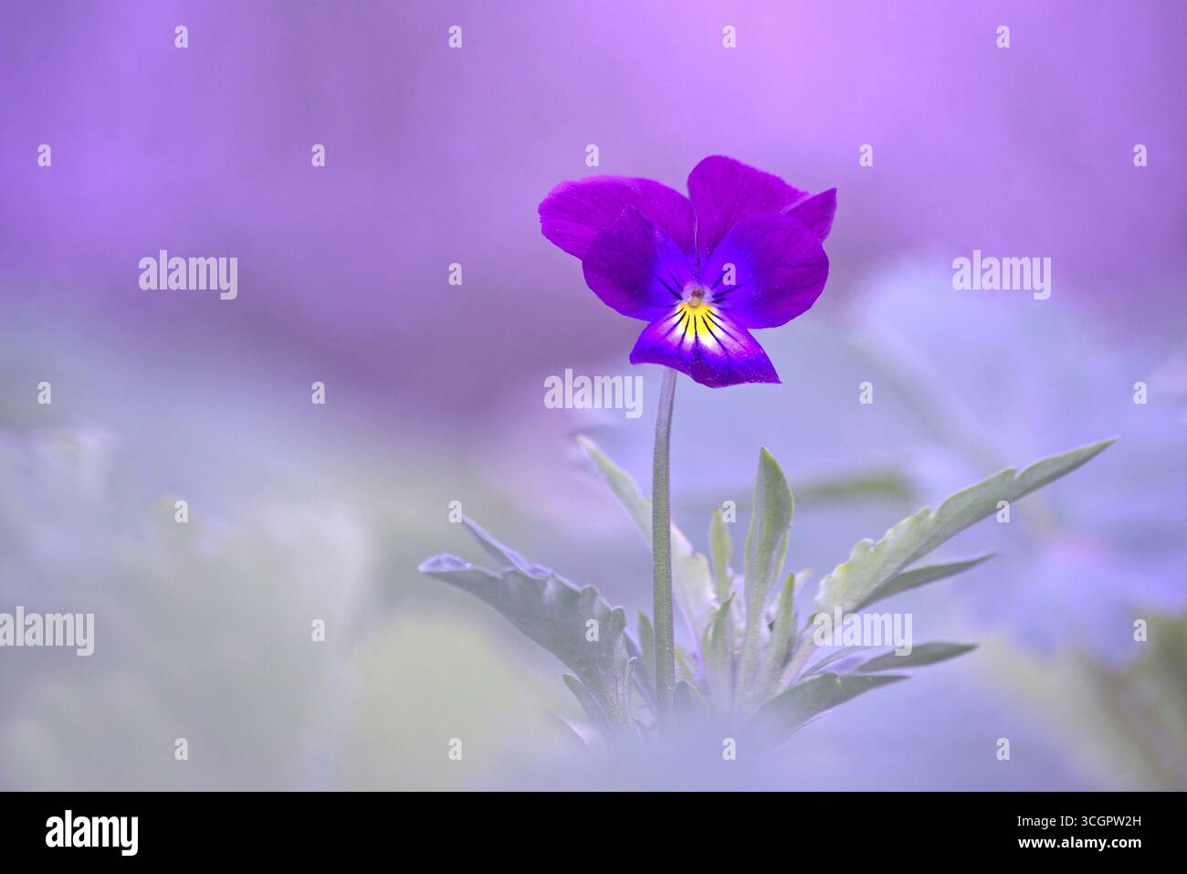 La Pensée sauvage ou Pensée tricolore (Viola tricolor) espèce de plantes à fleurs de la famille des Violaceae. C'est l'ancêtre de la pensée cultivée Foto Stock