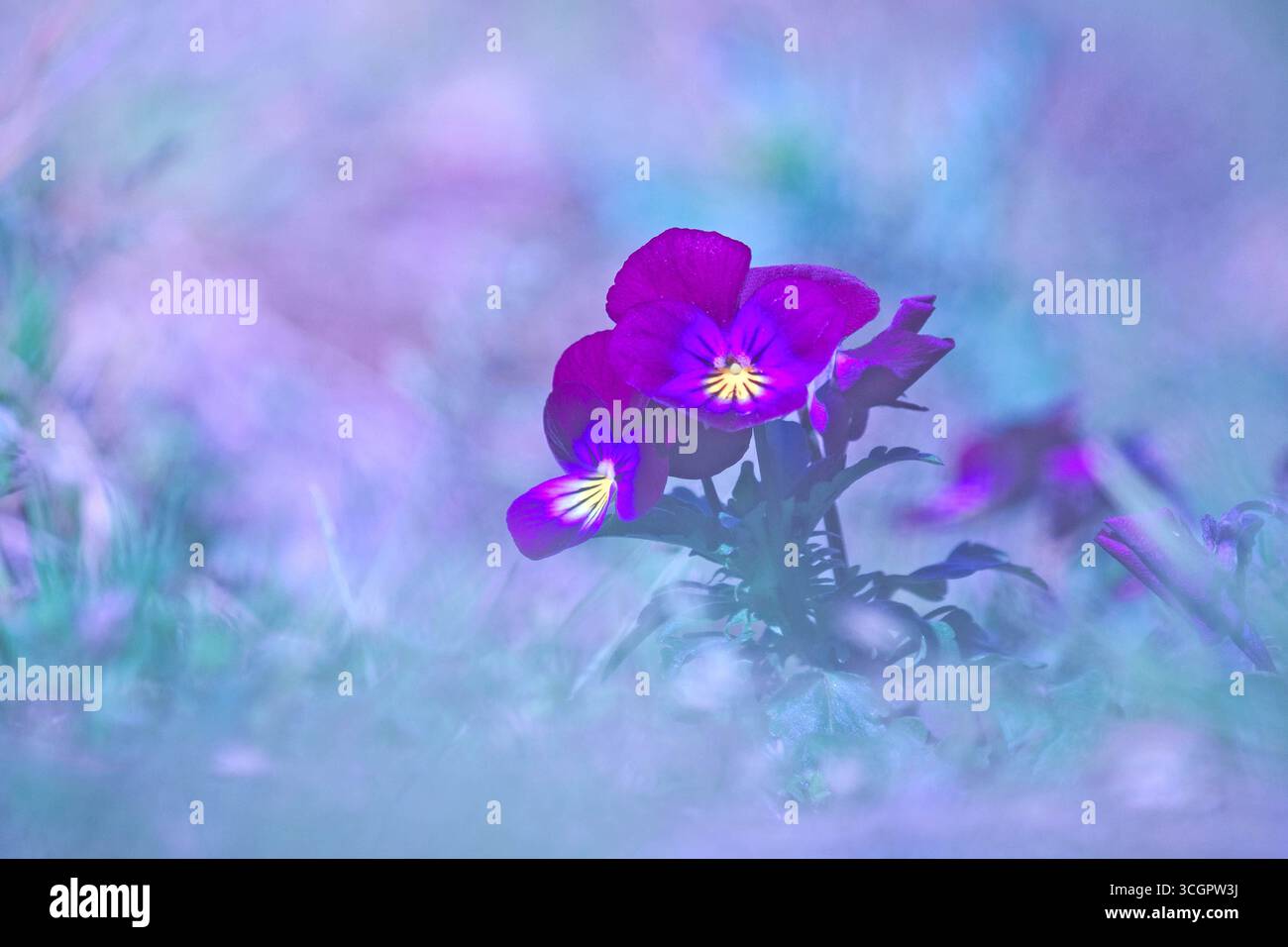 La Pensée sauvage ou Pensée tricolore (Viola tricolor) espèce de plantes à fleurs de la famille des Violaceae. C'est l'ancêtre de la pensée cultivée Foto Stock