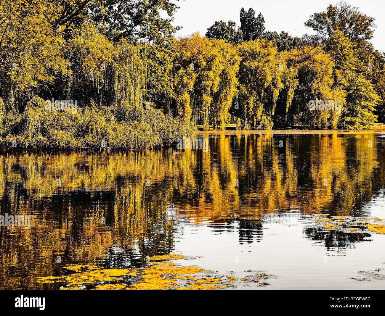 Paesaggio autunnale con Lake Reflection e Golden Foliage - paesaggi naturali sereni per sfondi digitali, grafica pubblicitaria e materiali di marketing ad alta risoluzione per tutti i progetti creativi Foto Stock
