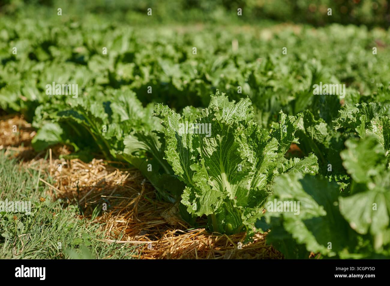 Filari di verdure fresche a foglia verde che crescono in un'azienda agricola all'aperto con pacciame di paglia, simbolo dell'ecoagricoltura e di uno stile di vita sano. Foto Stock