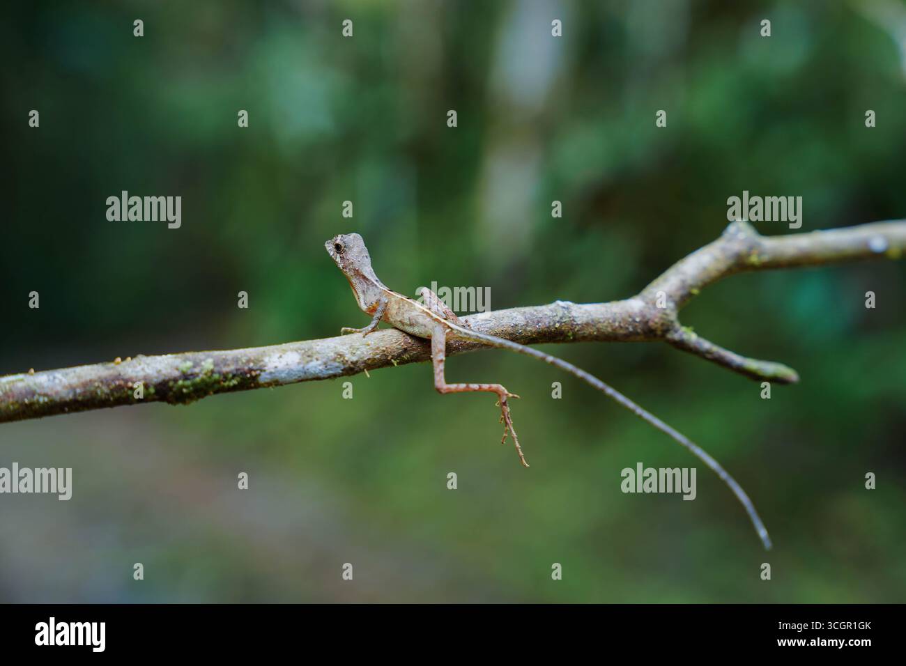Primo piano della lucertola dei canguri dello Sri Lanka (Otocryptis wiegmanni) arroccata sul tronco dell'albero nell'habitat della foresta pluviale. Rettile endemico che simboleggia la biodiversità AN Foto Stock