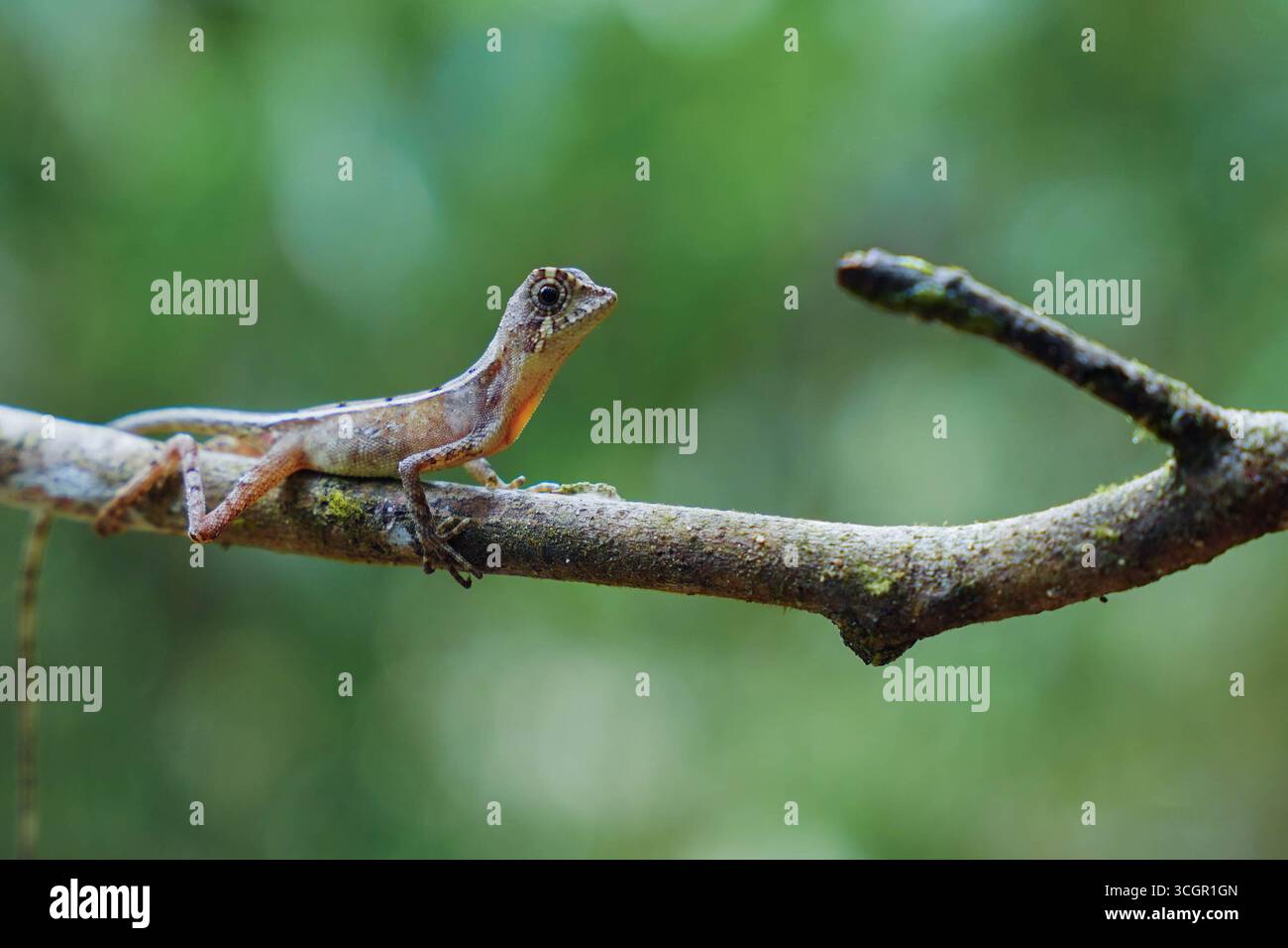 Primo piano della lucertola dei canguri dello Sri Lanka (Otocryptis wiegmanni) arroccata sul tronco dell'albero nell'habitat della foresta pluviale. Rettile endemico che simboleggia la biodiversità AN Foto Stock