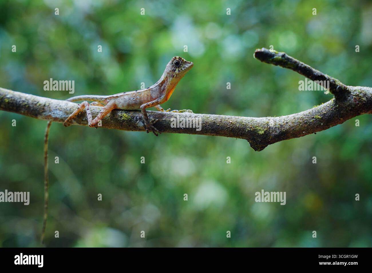 Primo piano della lucertola dei canguri dello Sri Lanka (Otocryptis wiegmanni) arroccata sul tronco dell'albero nell'habitat della foresta pluviale. Rettile endemico che simboleggia la biodiversità AN Foto Stock