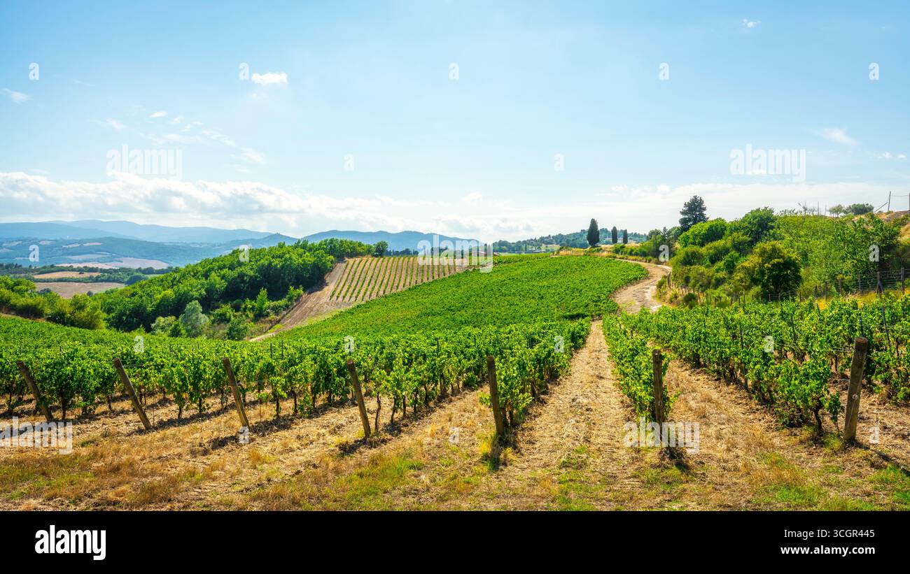 Vigneti ondulati e filari di uve da vino nel paese di Monteguidi, regione vinicola del Chianti con verdi colline e cipressi, Casole d'Elsa, provincia di Siena, Foto Stock
