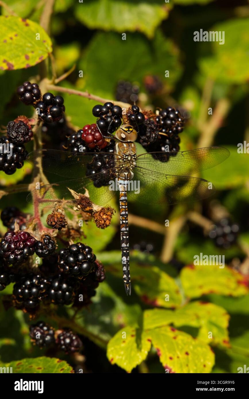 Hawker Dragonfly comune sulle Blackberries Foto Stock