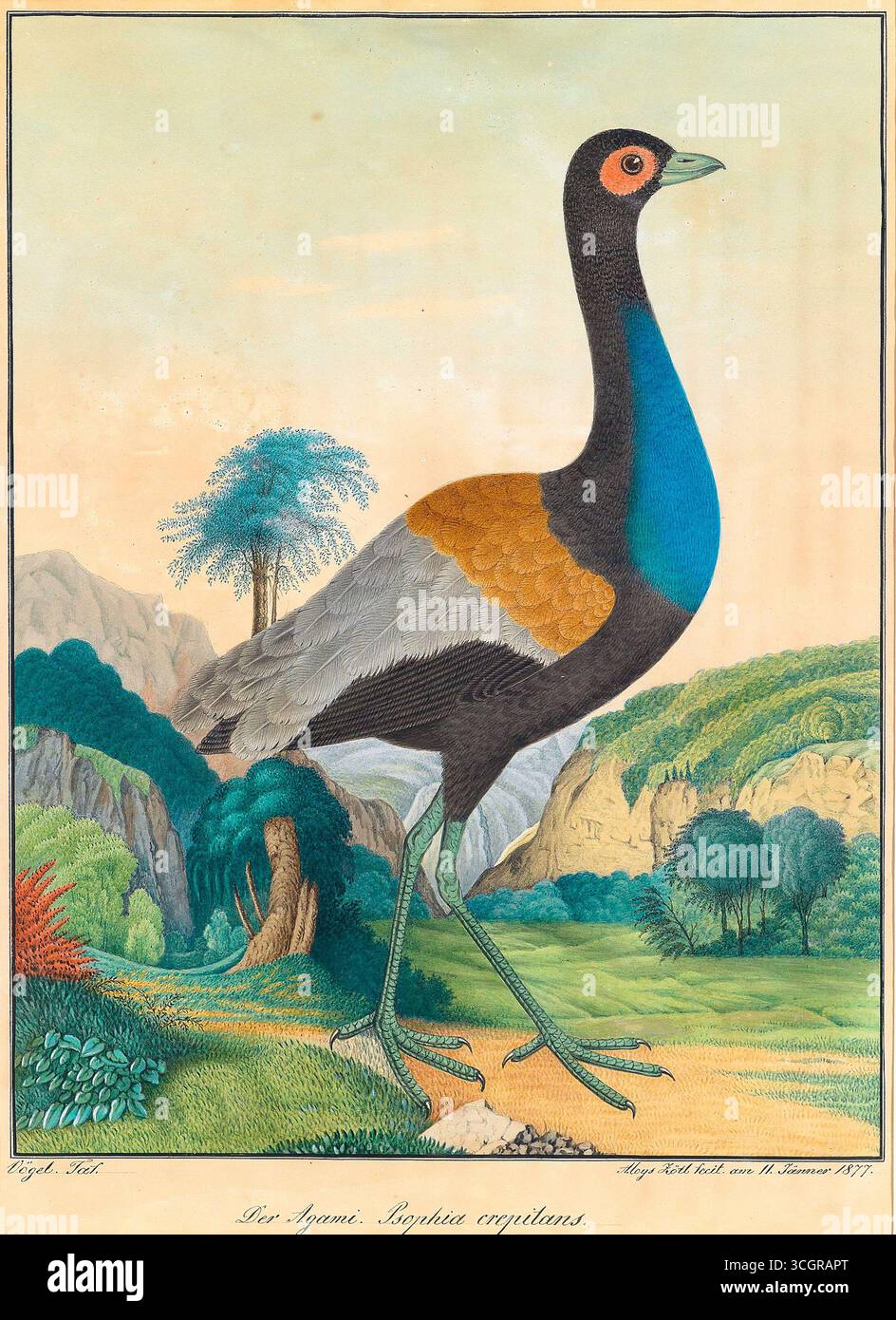 Illustrazione colorata a mano degli Agami (Psophia crepitans), noto anche come l'uccello della tromba, creato dall'artista austriaco Aloys Zötl nel 1877. L'uccello è raffigurato in un lussureggiante paesaggio verde della foresta con rocce, mostrando le sue distintive gambe lunghe, la posizione elegante e il piumaggio colorato. Foto Stock