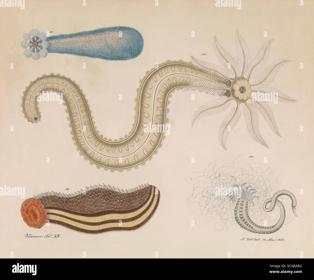 Vari Worm. Placca XIV del Bestiarium di Aloys Zötl, datata 1868. Questo acquerello raffigura diverse specie di vermi, ognuno realizzato con minuziosi dettagli per mostrare le proprie strutture anatomiche uniche, che vanno dai corpi segmentati con setole alle appendici simili a tentacoli. L’illustrazione riflette sia l’osservazione scientifica che l’immaginazione artistica di Zötl. Foto Stock